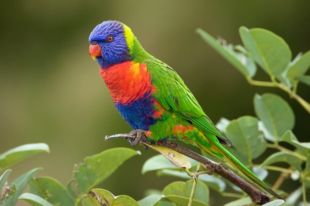 109164986.rrgJNXZK.Rainbow_Lorikeet_08.jpg