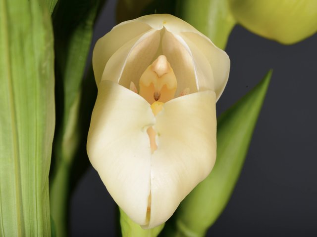 20133563_Angluoa_uniflora_1.jpg