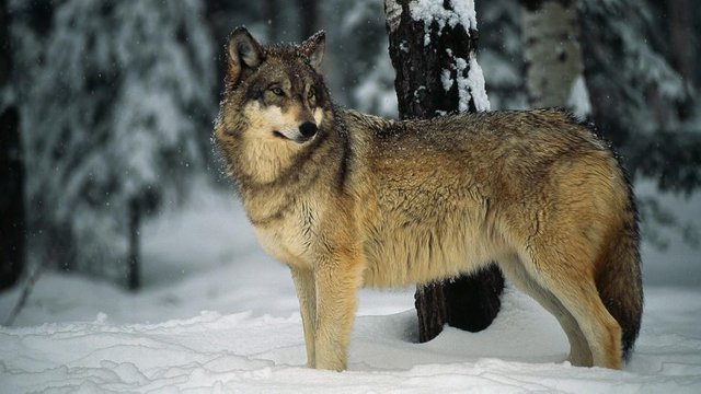 gray-wolf-snow.ngsversion.1466004545814.adapt.945.1.jpg