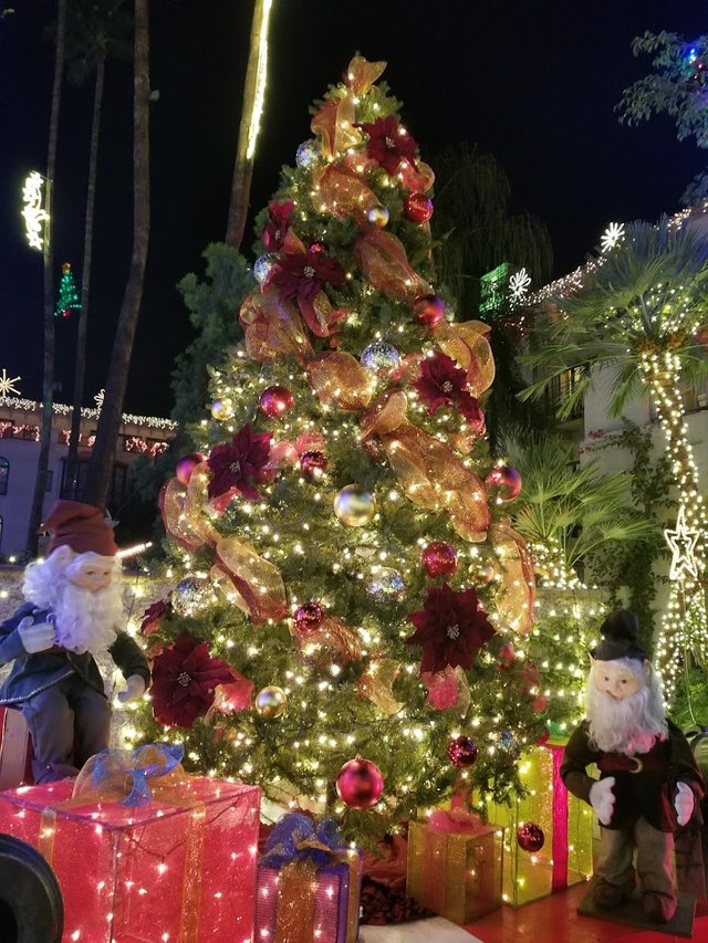 Mission Inn Tree.jpg