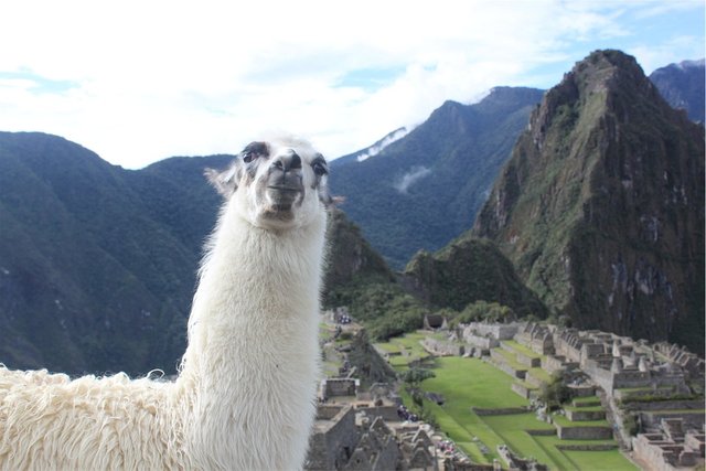 llama-925094_960_720.jpg