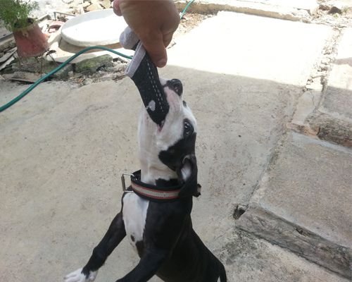 balto entrenando solo 4 meses de nacido.jpg