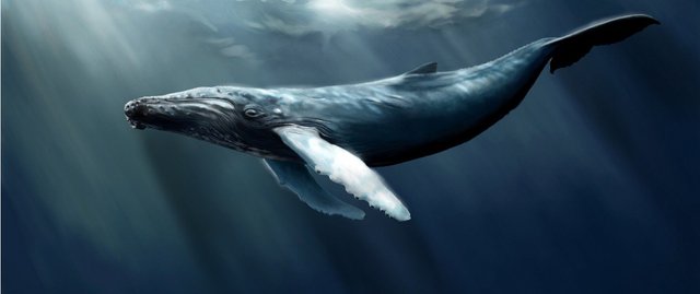 Blue-Whale-HD-Wallpapers.jpg