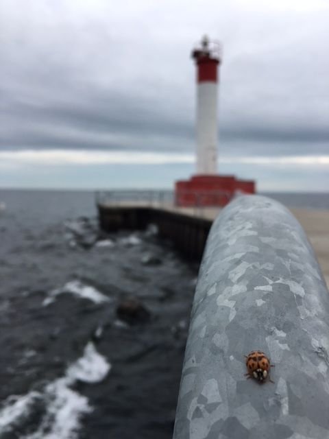 Ladybug Lighthouse.JPG