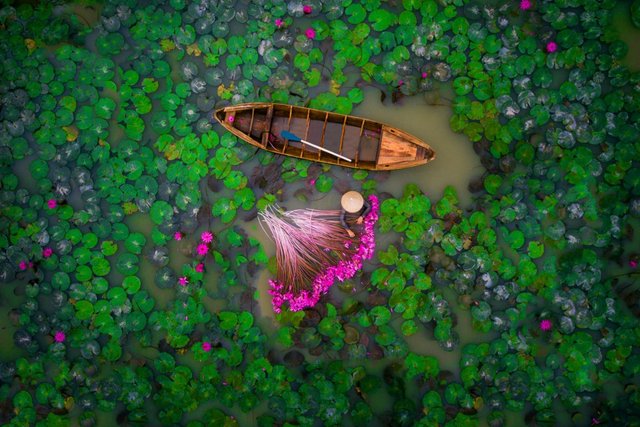 Water lily harvesting in Vietnam's Mekong Delta(helios1412 Dronestagram).jpg