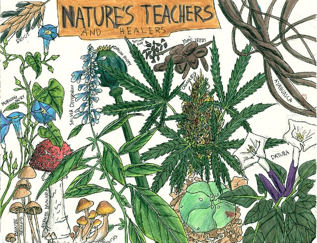 psychedelic-medicine-natures-teachers-healers.jpg