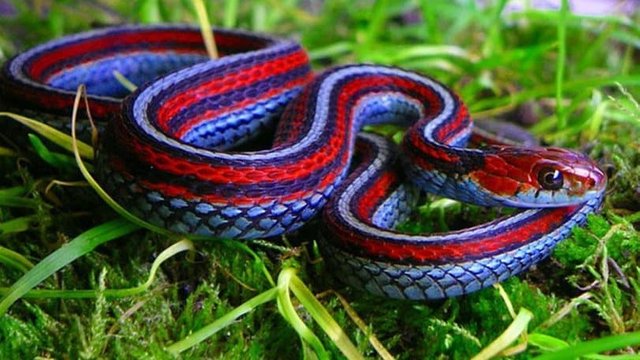 Blue-and-Red-Snake-810x456.jpg