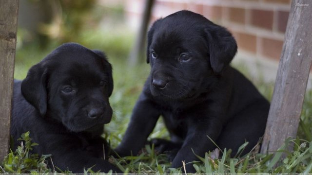 waitingfornewowner-black-labrador.jpg