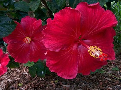 hibiscus.jpg