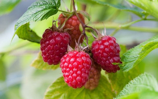 alamy-raspberries-_3386897b.jpg