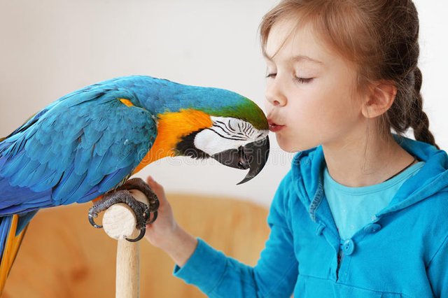 child-ara-parrot-24764313.jpg