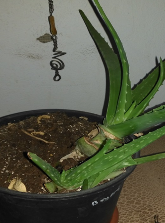 aloe.png