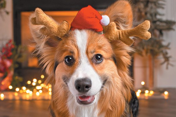 A-dog-in-a-Santa-holiday-hat.jpg