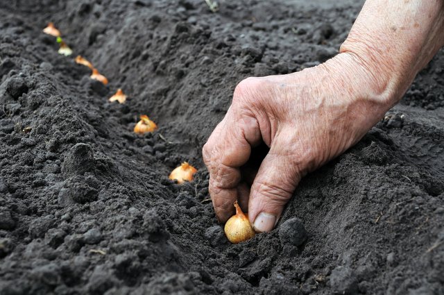 Onion-Planting1.jpg