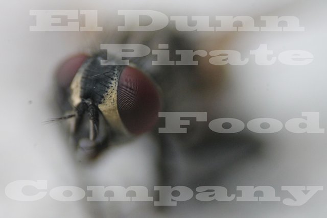 Fly Macro Watermark.jpg