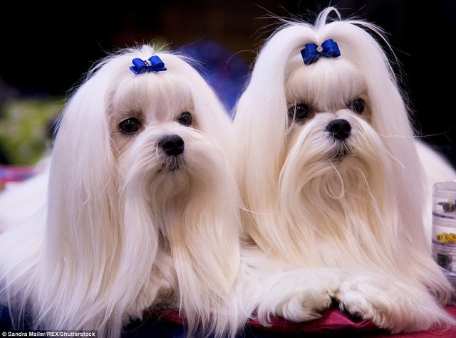 Very Very Beautiful Dog 2025