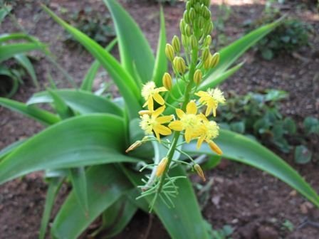 bulbine-natalensis.jpg