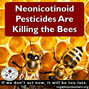 bees-exposed-to-systemic-pesticides-are-unable-to-gather-enough-pollen-neonicotinoids-kill-honeybees.jpg