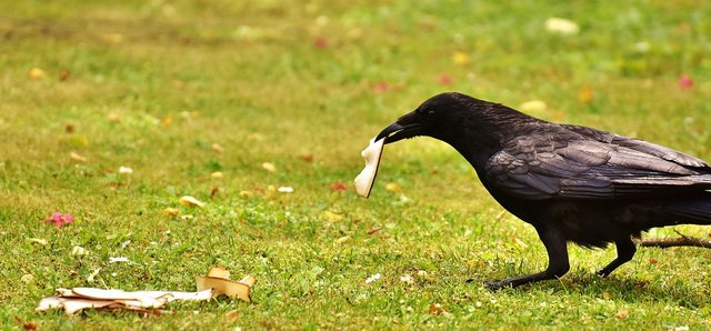 common-raven-2374948_1280.jpg