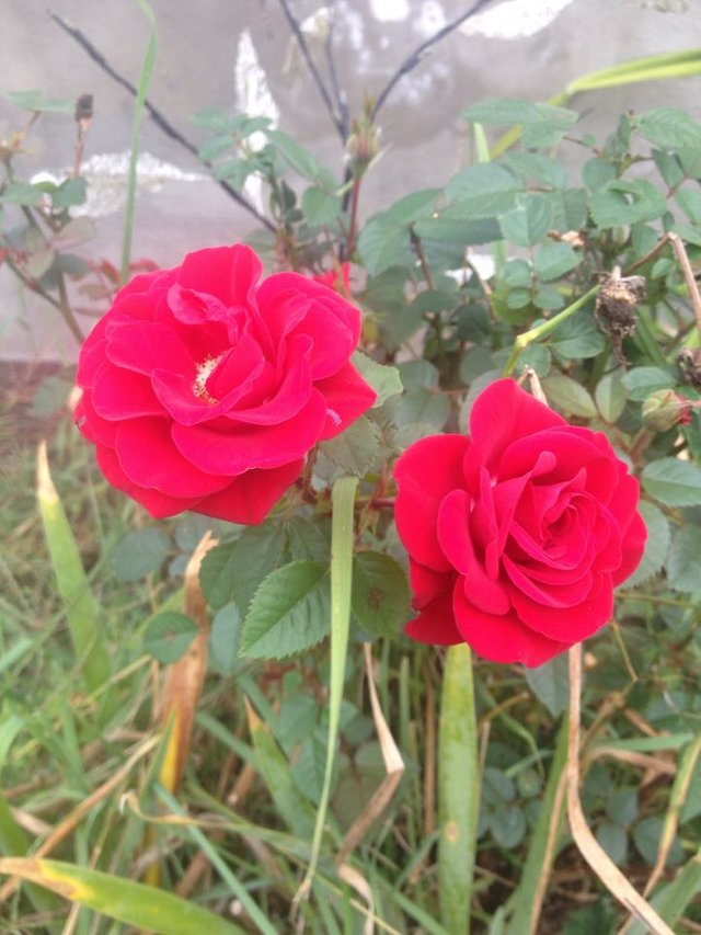 Sept 27 Roses.jpg