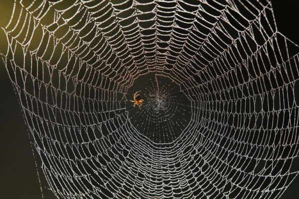 spiders-decorate-webs_10132_3_1512945470.jpg