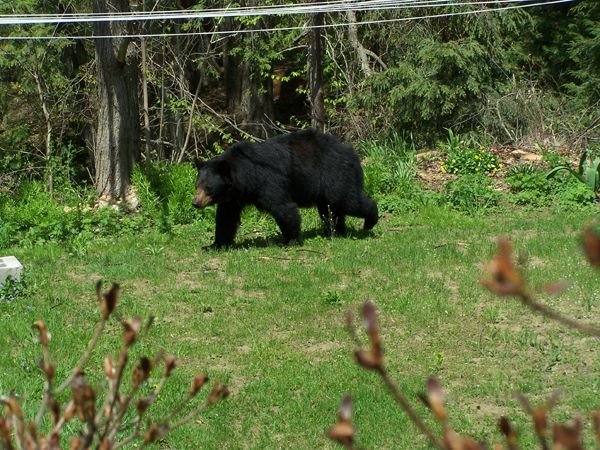 Bear and cubs11 crop May 2018.jpg