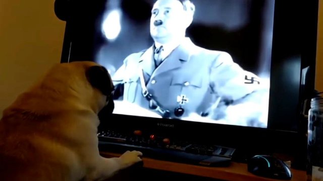 pug Hitler.jpg