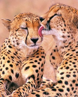 Iphone-Cheetah-Wallpaper-2.jpg