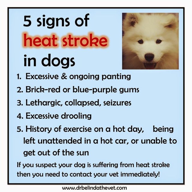 Hot Weather Dog In Heat Lethargic First Aid For Heat Stroke For Dogs