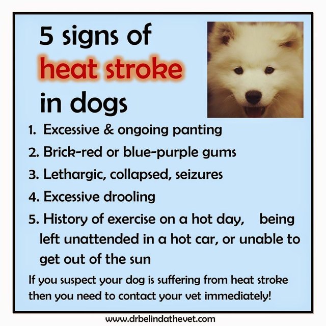 Hot Weather Dog In Heat Lethargic First Aid For Heat Stroke For Dogs