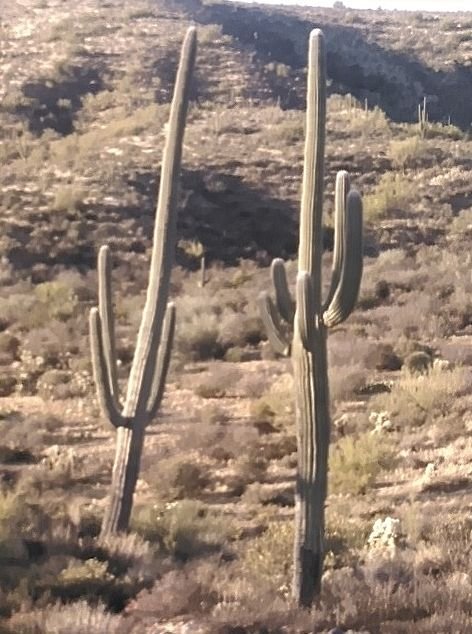 cactus 12-a.jpg