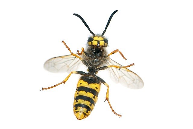 wasp-538470_640.jpg