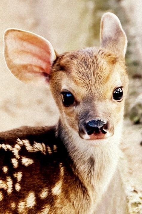 b3382984d7818ed5b99ed899e98c9913--baby-deer-baby-baby.jpg