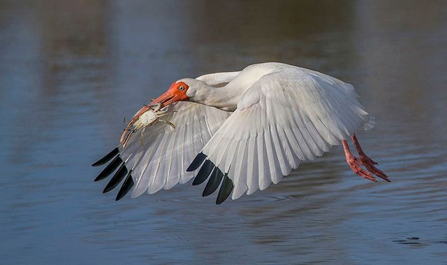 Bird-in-Flight-1.jpg