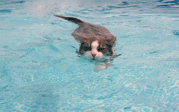 water-cats-animals-swimming-1568212-2560x1600__605-1.jpg