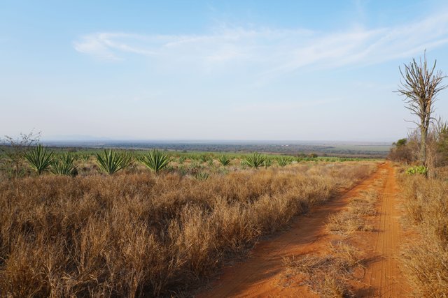 DSC01531- plantation view.jpg