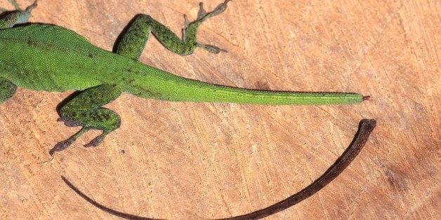 n-LIZARDS-REGROW-TAILS-628x314.jpg