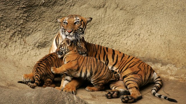 Tiger_with_its_cubs_in_bandipur_national_park.jpg