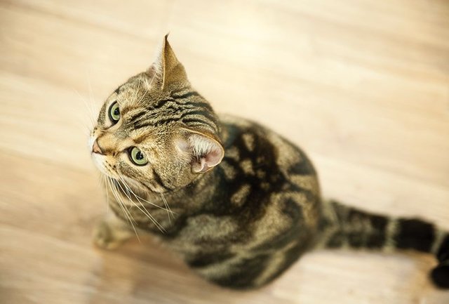 cat8_copy.jpg