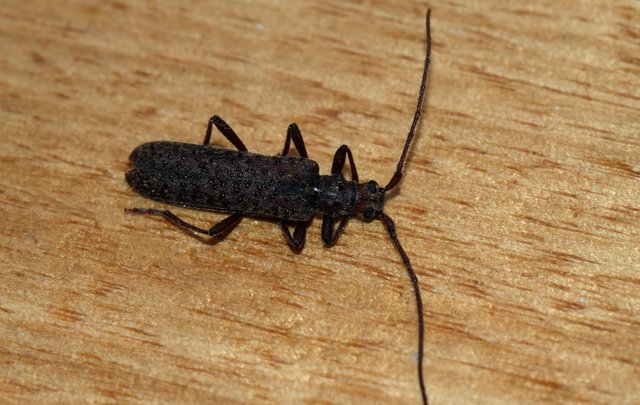 Insects Coleoptera Cerambycidae By Tas in house 2018-03-02 n2.jpg