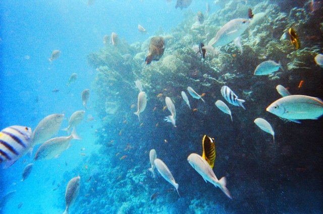 13689916596 - reef fish on the prowl for food dahab egypt.jpg