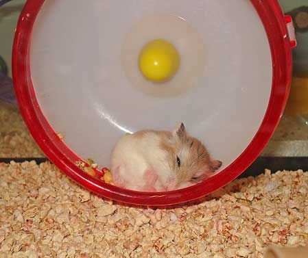 Sleeping Hamster.jpg
