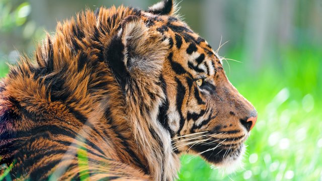 sumatran_tiger_4k-3840x2160.jpg