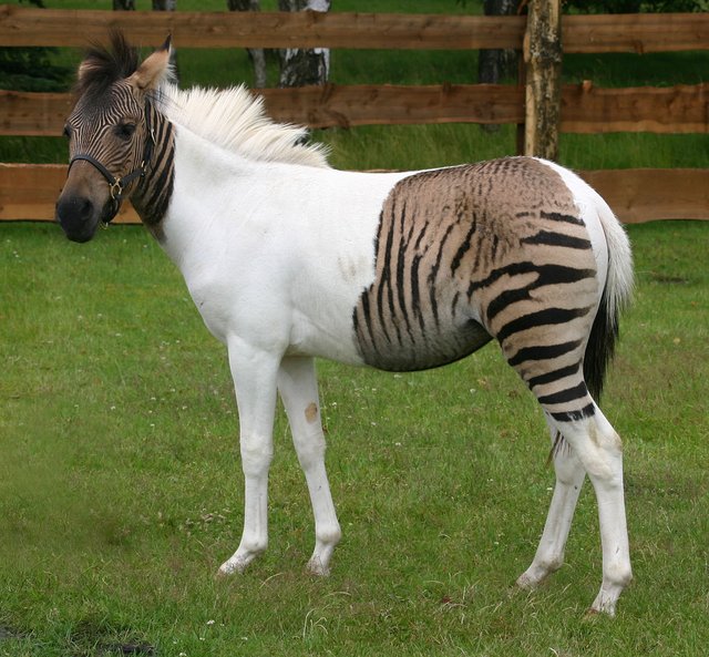 Zebra + Any other Equine = Zebroid.jpg