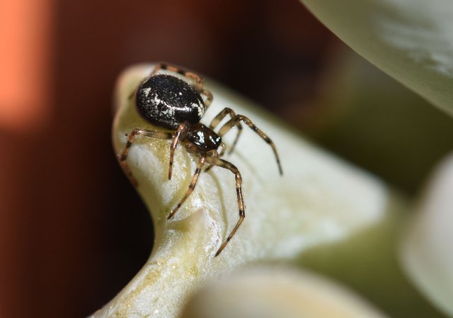 Echeveria runyonii spider 3.jpg