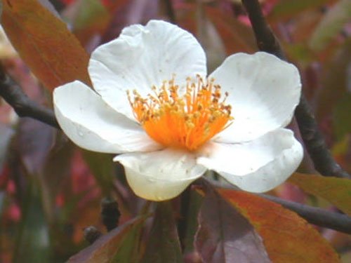 franklinia_alatamaha.jpg