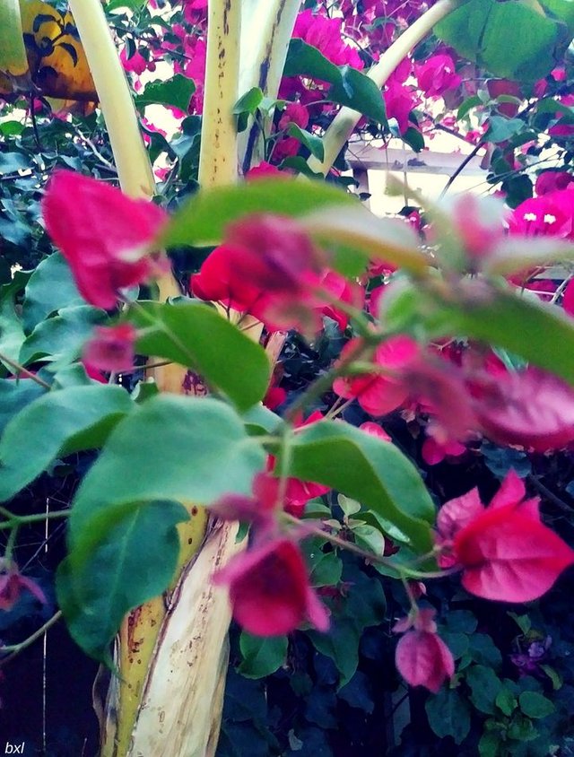 bougainvilla in the morning breeze san diego long exposure photography bxlphabet.jpg