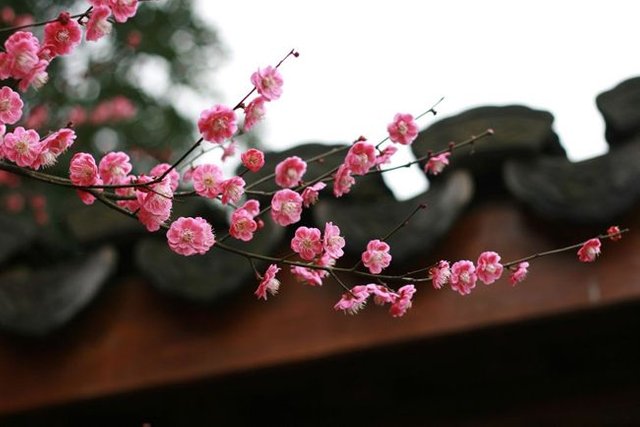 hangzhou-botanic-garden-plum-blossom.jpg