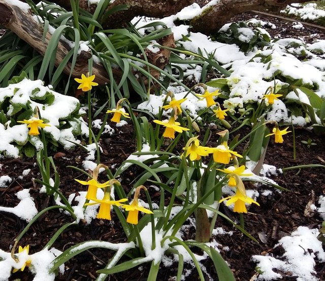 yellow daffodils snow.jpg