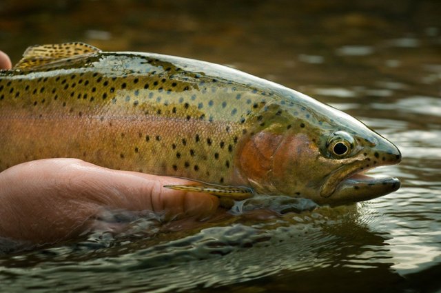 flyfishing-to-educated-trout.jpg